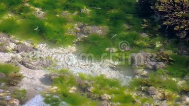 小鱼在海藻和珊瑚礁中缓慢游动