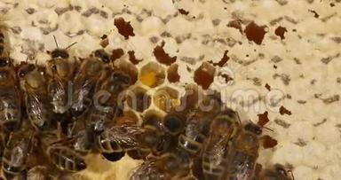 欧洲蜜蜂，蜜蜂，蜜蜂，蜜蜂移动蜂蜜为育雏腾出空间，蜂活在诺曼底，实时4K