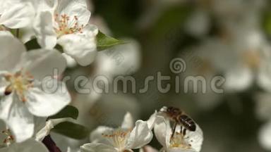 欧洲蜂蜜蜂，蜜蜂蜜蜂，黑蜂觅食苹果花授粉法，诺曼底，冷藏时间