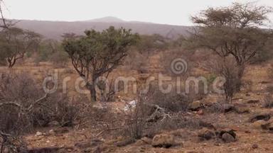非洲桑布鲁保护区的灌木丛中野生雌羚羊和她的孩子