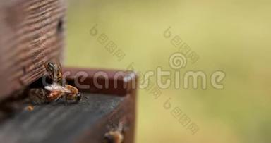 欧洲蜂蜜蜜蜂，蜜蜂，蜜蜂站在蜂巢入口，蜜蜂想赶走一只雄蜂，蜜蜂在诺曼底蜂巢