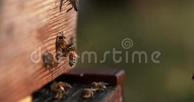 欧洲蜂蜜蜜蜂，蜜蜂，蜜蜂站在蜂巢入口，蜜蜂想赶走一只雄蜂，蜜蜂在诺曼底蜂巢