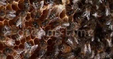 欧洲蜂蜜蜂，蜜蜂，蜜蜂在一个野生的雷，舞蹈表明觅食区域-蜜蜂在诺曼底，实时4K