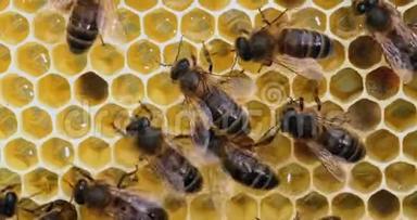 欧洲蜂蜜蜂，蜜蜂，蜜蜂在花蜜的框架上，蜜蜂在诺曼底，实时4K