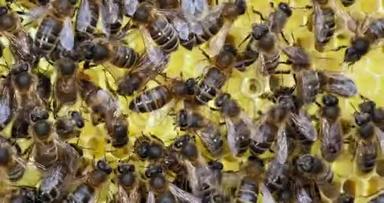 欧洲蜂蜜蜜蜂，意大利蜜蜂，玫瑰花架上的蜜蜂，中间的女王，诺曼底的蜜蜂，实时4K