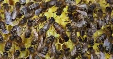 欧洲蜂蜜蜜蜂，意大利蜜蜂，玫瑰花架上的蜜蜂，中间的女王，诺曼底的蜜蜂，实时4K