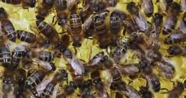 欧洲蜂蜜蜜蜂，意大利蜜蜂，玫瑰花架上的蜜蜂，中间的女王，诺曼底的蜜蜂，<strong>实时</strong>4K