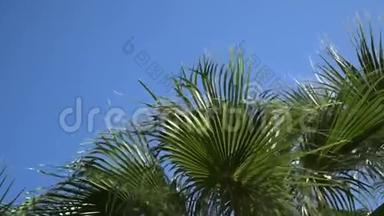 椰<strong>枣树</strong>，成熟的果实和枝条随风移动，蓝天上的叶掌树-4k视频