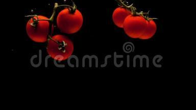 樱桃番茄的两个枝条在黑色的背景下落入透明的水中