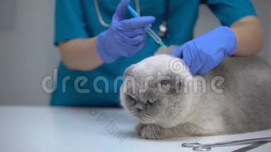 注射猫，接种狂犬病疫苗，预防白血病
