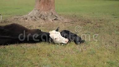 牛产后衰弱，在草地上躺着一头新生的小牛