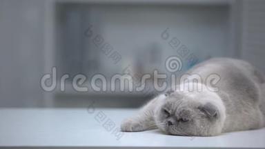 睡眼朦胧的苏格兰折叠猫躺在桌子上，整齐的皮毛，广告模板
