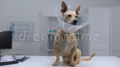 宠物锥里的滑稽狗坐在餐桌上的兽医诊所，绝育后的康复中心