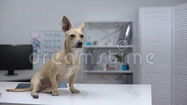 被惊吓的狗坐在动物诊所的桌子上，等待兽医检查