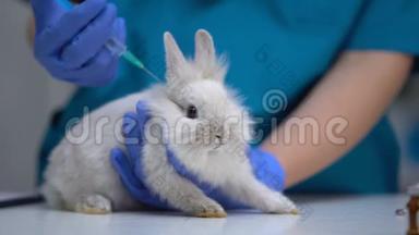 用手注射兔子，宠物接种<strong>狂犬病</strong>疫苗，破伤风