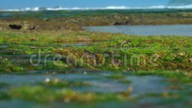 海水流过绿色海藻和褐色珊瑚礁
