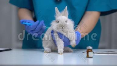 护士给无助的兔子注射<strong>疫苗</strong>，<strong>疫苗</strong>研究，<strong>动物</strong>试验特写