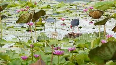 湖上的西部沼泽，有睡莲，郁郁葱葱的水中有粉红色的莲花，反映了鸟类。 野生候鸟