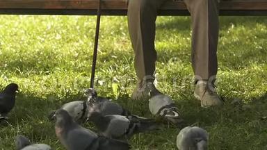 老年妇女在公园给鸽子扔面包，喂鸟，免费领取养老金