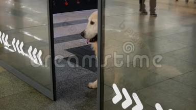 狗正在商店门口等待主人的<strong>开</strong>门和<strong>关门</strong>。
