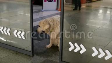 狗正在商店门口等待主人的<strong>开门</strong>和<strong>关门</strong>。