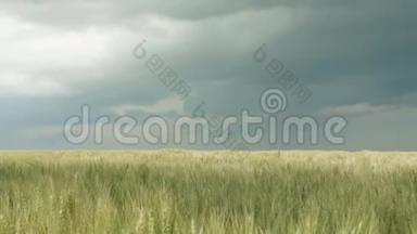 金色成熟的麦穗在微风的吹拂下移动，麦田的小穗在阴云密布的天空的背景下，美丽的大自然拉