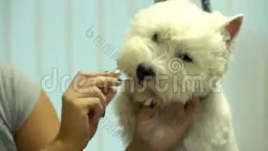 宠物造型师在美发师宠物沙龙为搞笑的白狗梳毛。<strong>手持摄影</strong>