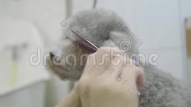 宠物美容师用剪刀在美容师沙龙的近旁<strong>剪发</strong>。 专业人员
