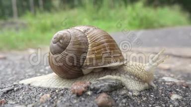 大特写螺旋波马提亚罗马蜗牛被称为勃艮第螺，它是一种可食用的蜗牛，是一种来自