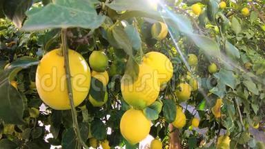 当微风<strong>吹</strong>过<strong>树叶</strong>时，花园里夏日的一天，黄色的柠檬挂在树上