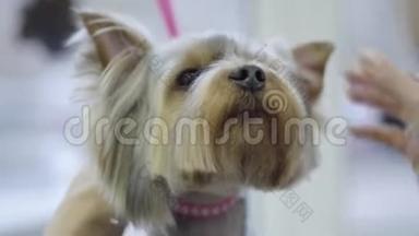 可爱的小约克郡猎犬梳着金属梳子在新郎。 专业的动物发型和造型。 可爱