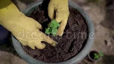 园艺师正在花园外的小花盆里的泥土中种植小芽的花朵，用手特写