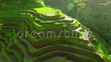 印尼巴厘岛稻田空中射击圈，绿色稻田