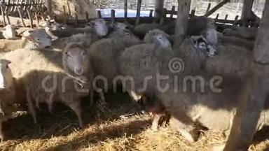 农场里健康的环保羔羊，看镜头-生态平衡的农业手段
