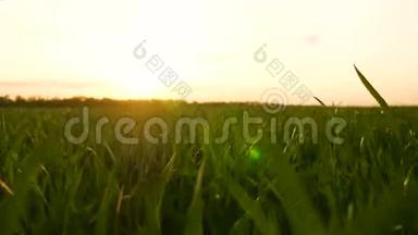 绿草特写.. 日落时，一阵微风<strong>吹拂</strong>着阳光中的草羽。 摄像机在草地之间移动