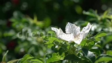 在公园或花园的背景下，有白色野生<strong>玫瑰</strong>花蕾的绿色灌木。 <strong>高清</strong>镜头录像