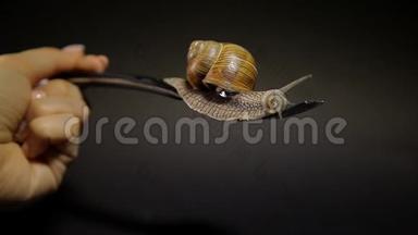 一只蜗牛在黑色背景上的叉子上爬行。 一只手拿着一个带蜗牛的桌叉。