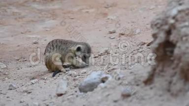 一只猫鼬在沙漠中的岩石周围<strong>挖洞</strong>。