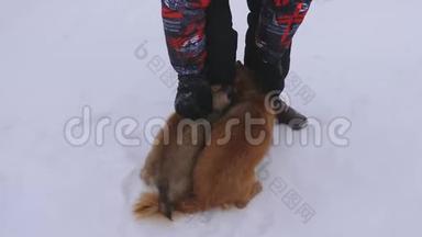 人类在白雪上抚摸着红色的狗。 冬天散步时带主人的宠物。 带<strong>后代</strong>的宠物