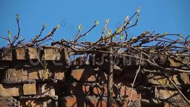 枝<strong>条带</strong>绿芽攀援植物在老塌的红砖围栏上面.. 在四月明亮的蓝天上。 早春