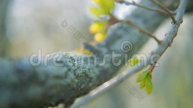 大自然生命周期春天的绿叶树树干