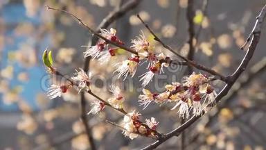 盛开着洒满鲜花的樱桃.. <strong>初春</strong>的一根树枝上长满了白花.. 花园里的果树。 特写马