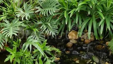 各种绿色热带植物生长在小溪附近，阳光明媚的日子里，淡水在令人惊叹的花园里。 <strong>鲜嫩多汁</strong>