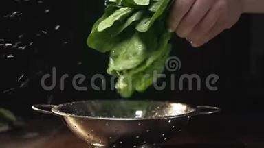 厨师摇着一堆生的绿色新鲜菠菜，水滴从里面掉下来，成熟的绿色蔬菜，烹饪蔬菜