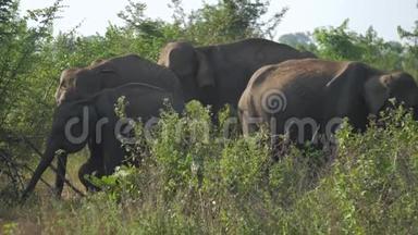 小象来到老动物面前，在绿草面前打哈欠