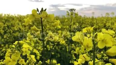 黄油籽油菜在蓝天碧草.. 英国诺福克的春天。 油籽的黄花