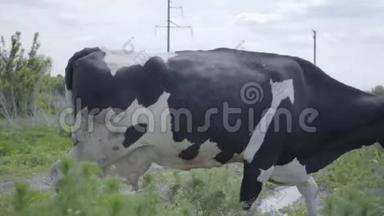 孤独、健康、整洁的奶牛在农场院子里<strong>走来走</strong>去。