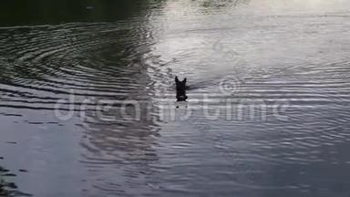 狗种德国牧羊人漂浮在池塘上上岸。