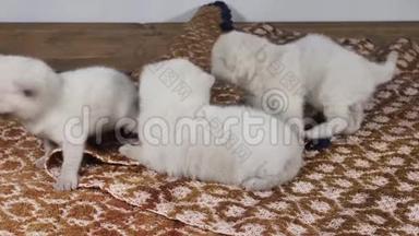 英国可爱的小猫在传统的棕色地毯上喵喵叫