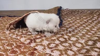 英国可爱的小猫在传统的棕色地毯上<strong>喵喵</strong>叫